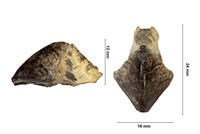Bec de céphalopode